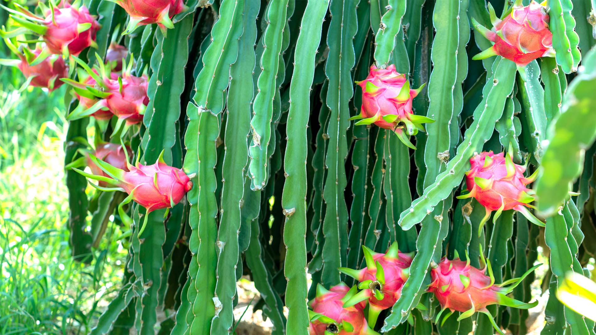 tropical garden