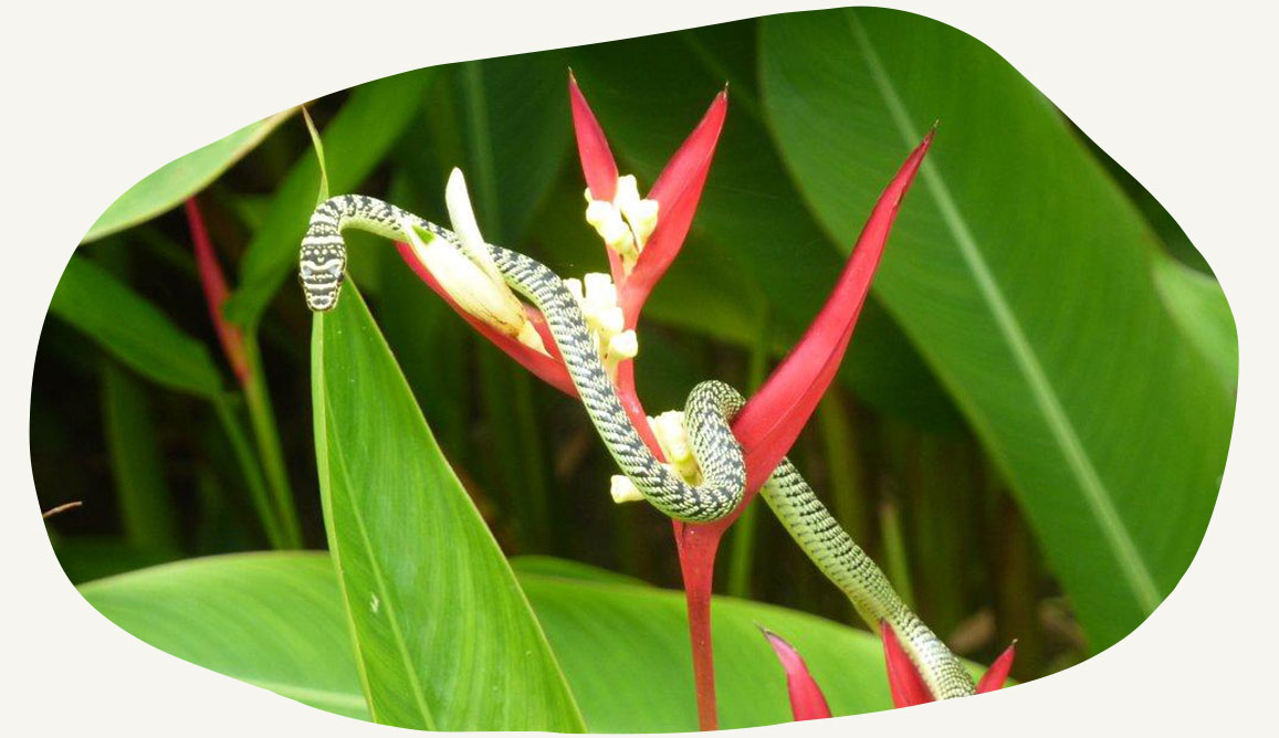 Chrysopelea Ornata Or The Golden Tree Snake