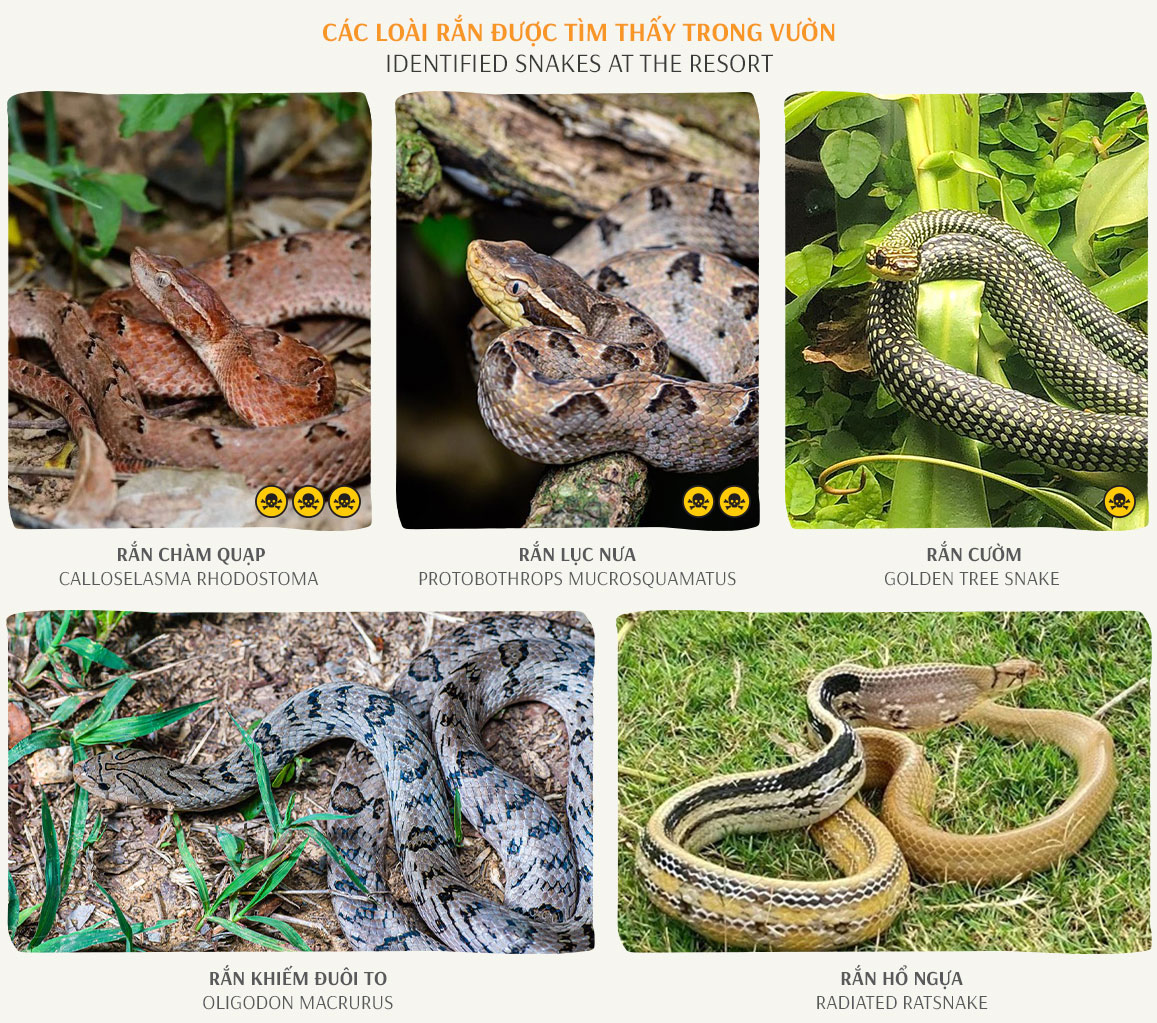 Identified Snakes At Pandanus Resort 1
