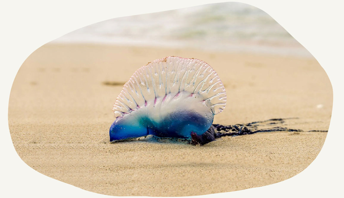 Portuguese Man Of War Physalia Physalis On Beach