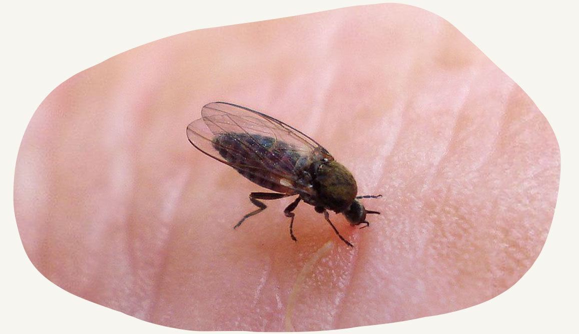Sand Flies Phlebotominae Bo Cat